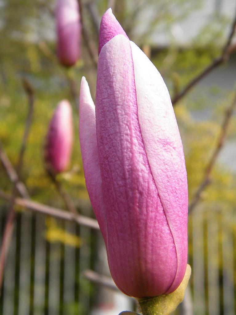 花蕾 摄影 刘陆陆