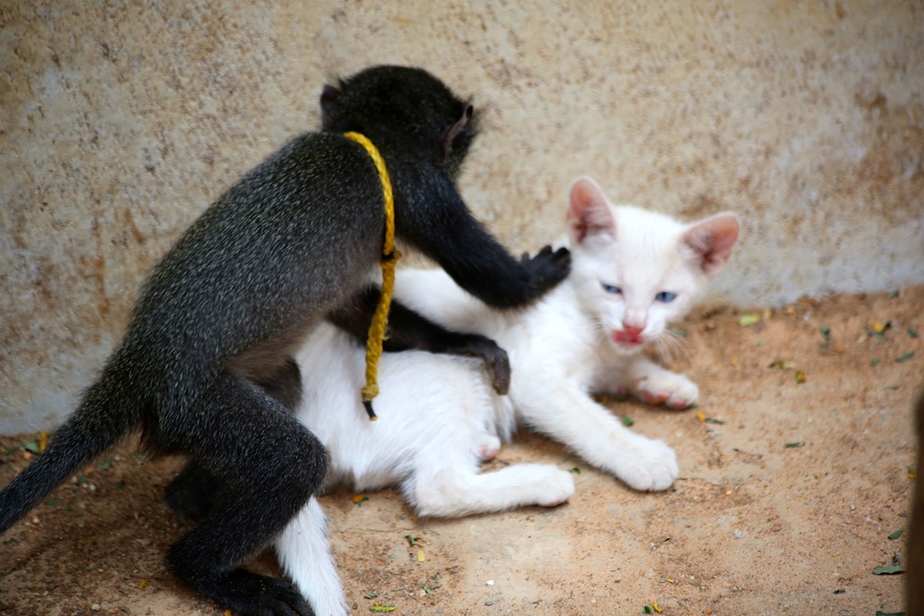 黑猴 与白猫的爱情故事 系列之十三  按摩 摄影 AUGOSTO