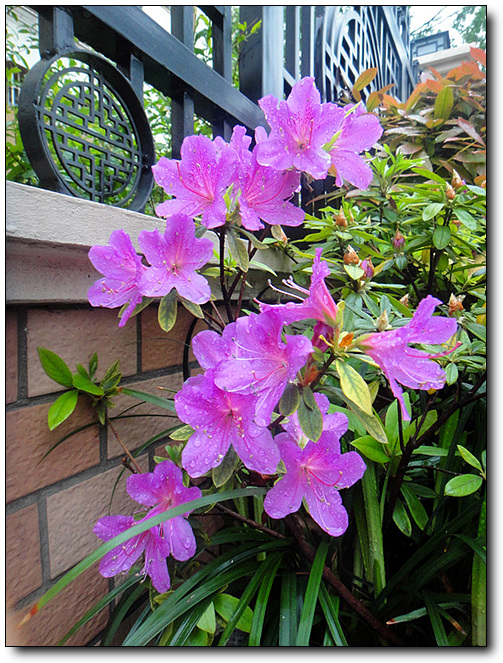 花中此物是西施 摄影 夜雨听蕉