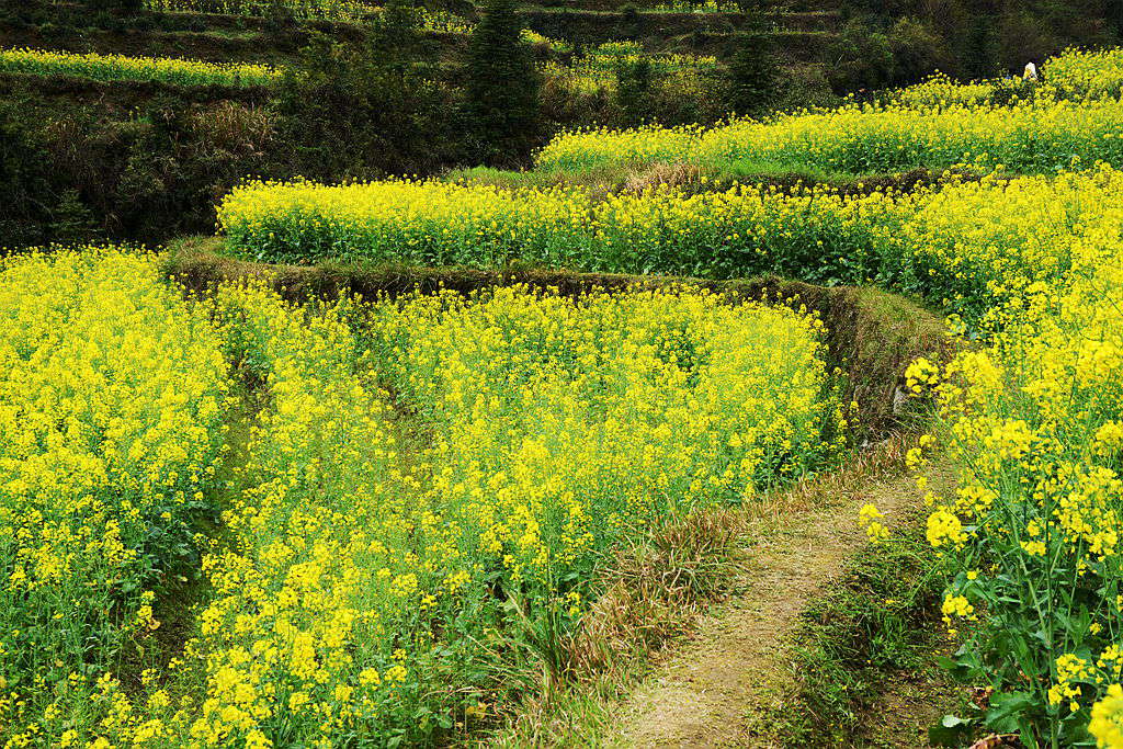 婺源油菜花1 摄影 sunhong