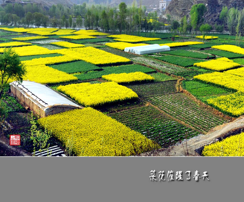 油菜花催醒了春天（十五） 摄影 一路有你