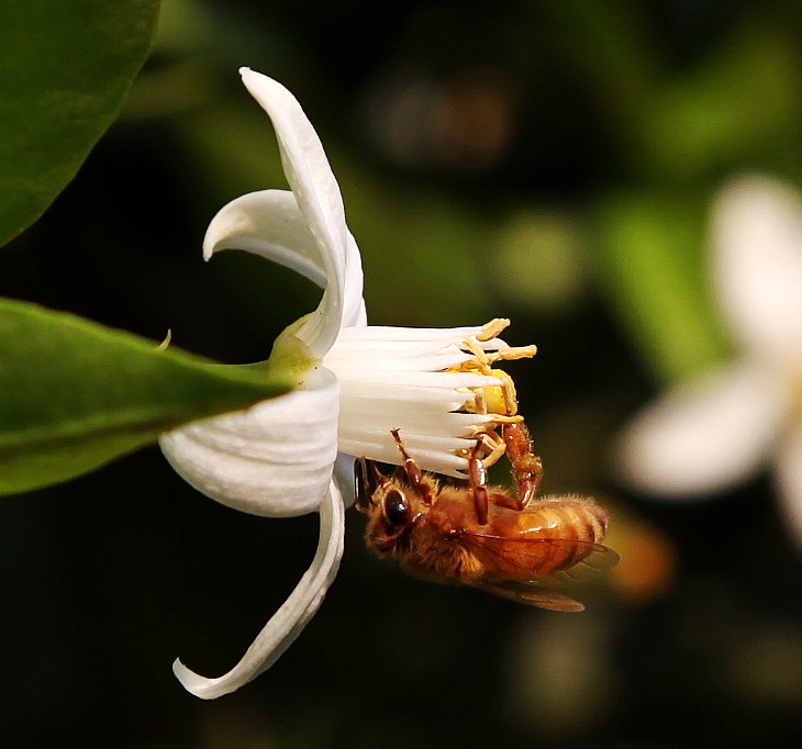 蜜蜂与橙花 摄影 灵蔺