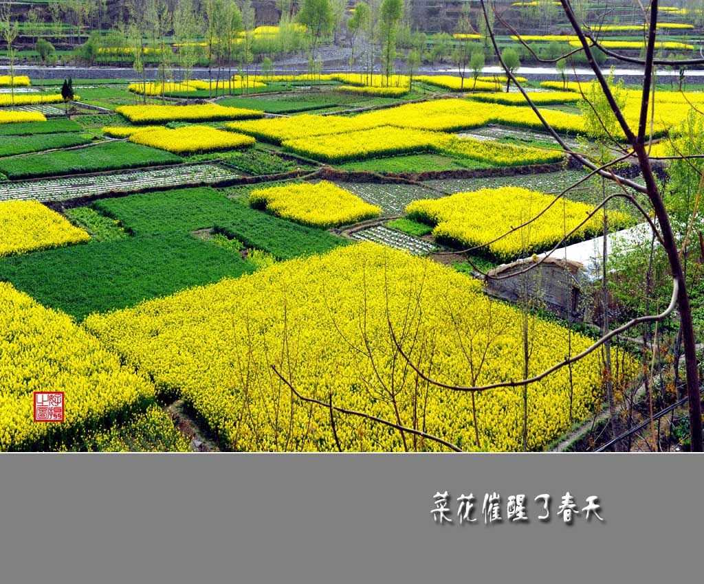 油菜花催醒了春天（十七） 摄影 一路有你