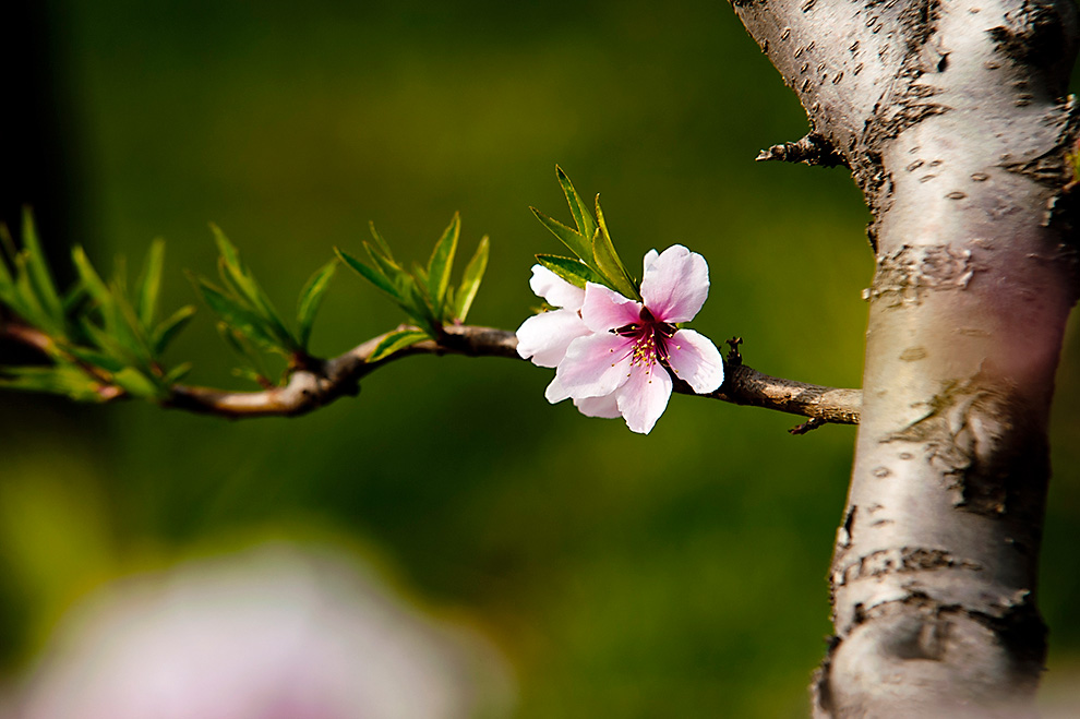 花儿再美离不开根 摄影 一片空白