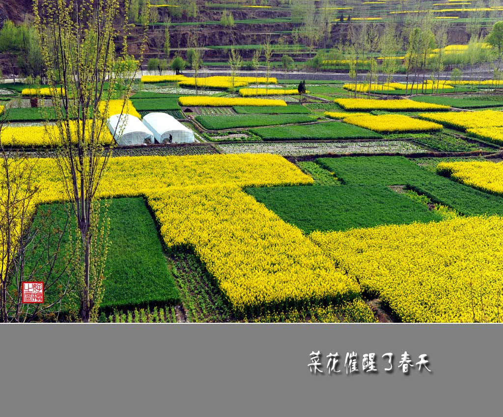 油菜花催醒了春天（十八） 摄影 一路有你