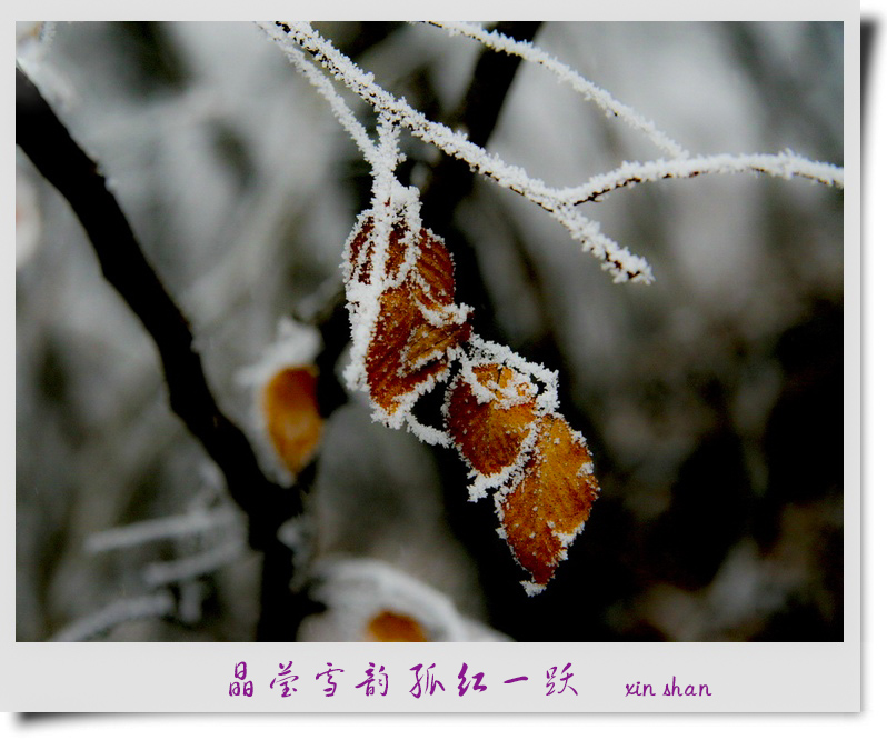 晶莹雪韵 孤红一跃 摄影 xinshan