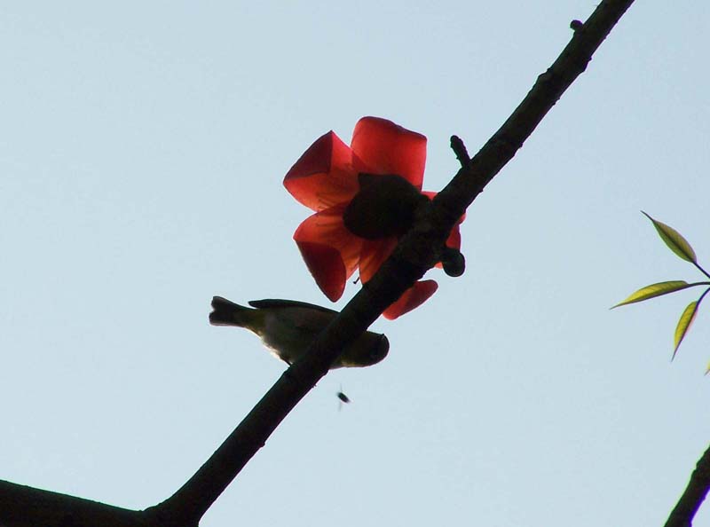 蜂 鸟 花 摄影 红岩上