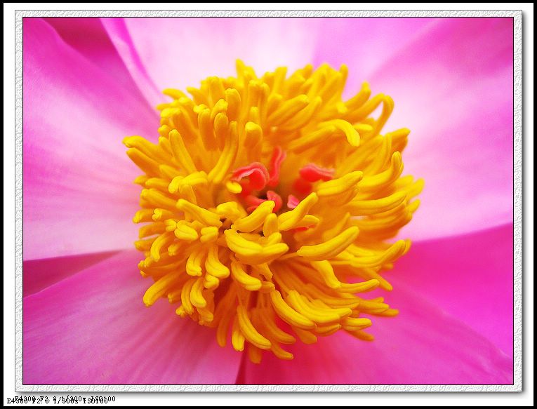 芍药花蕊 摄影 西风胡杨