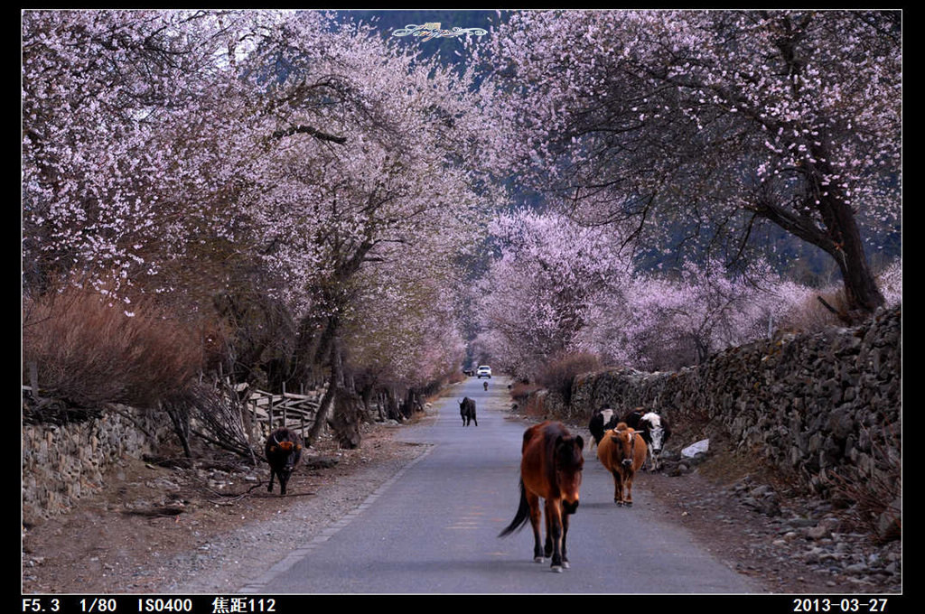 波密桃花沟 摄影 筠阗