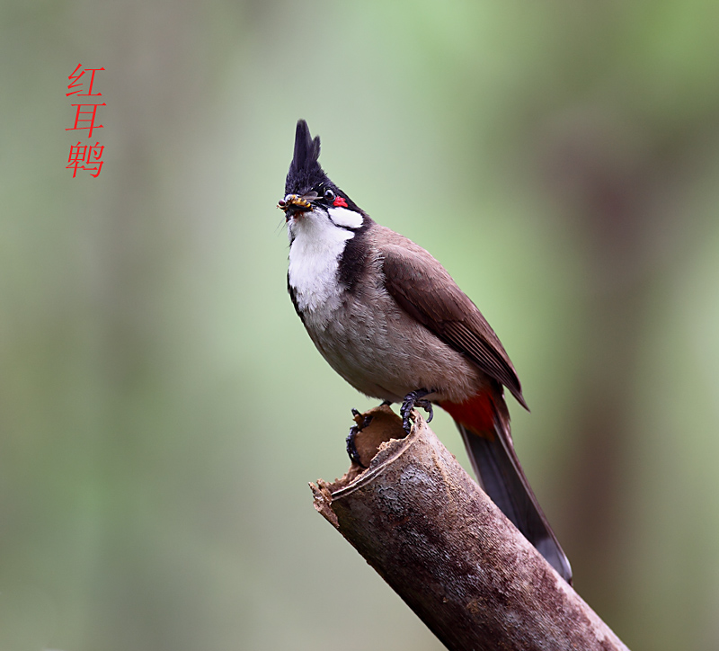 红耳鹎 摄影 锋速