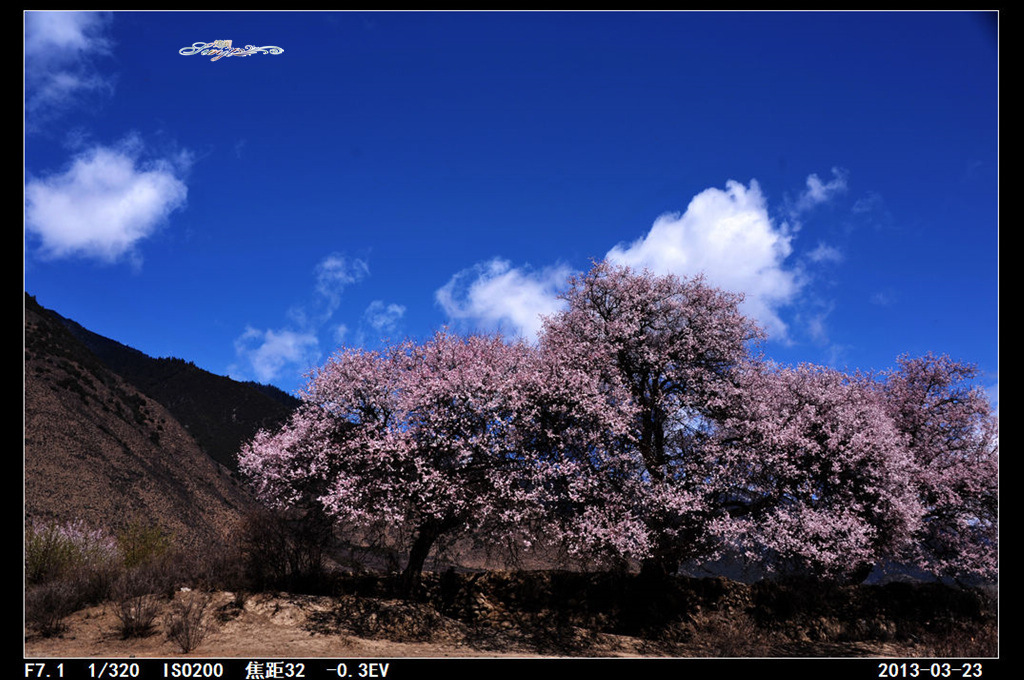 林芝桃花村 摄影 筠阗