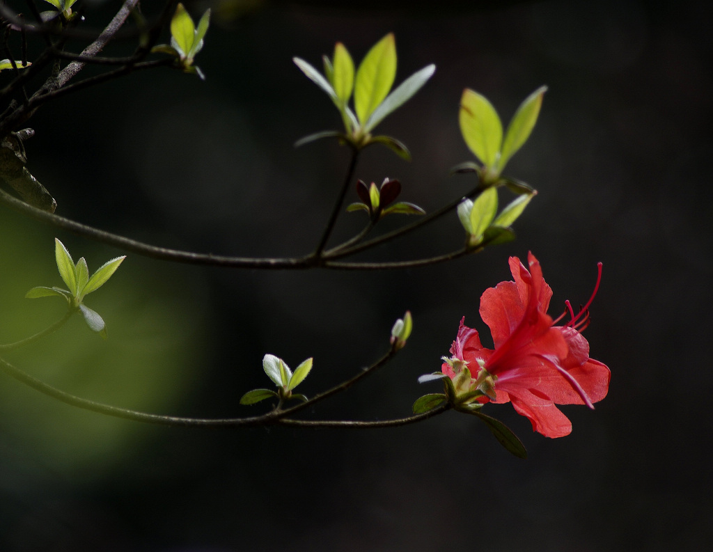 庐山杜鹃花 摄影 天容海色