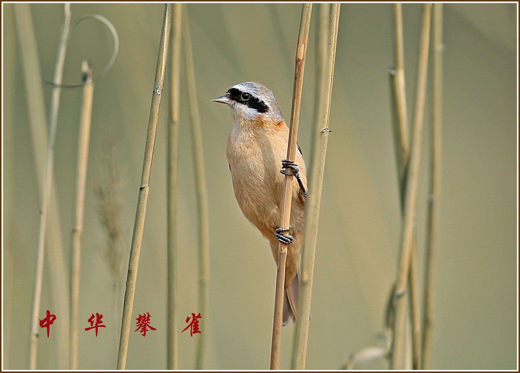 中华攀雀 摄影 sanmu3