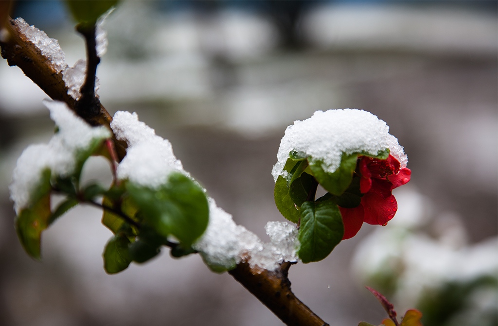 四月雪 摄影 春来雨45