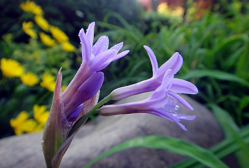 婀娜小花 摄影 夜雨听蕉