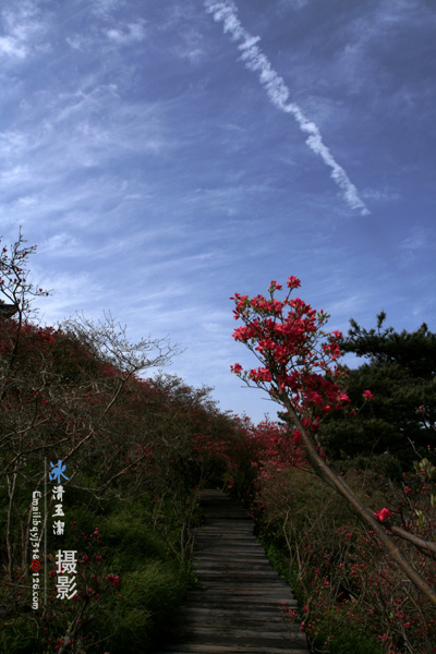 麻城杜鹃花——花奇、云奇 摄影 冰清玉洁bqyj