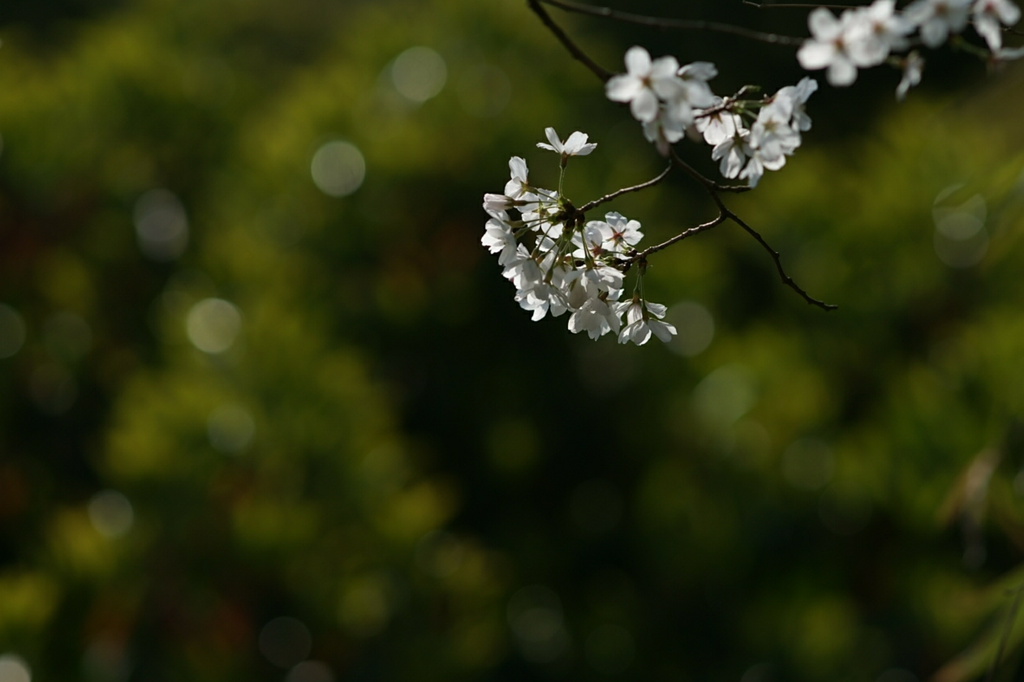 樱花 摄影 windyun