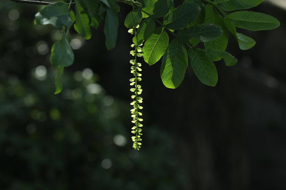 透绿2 摄影 永纯