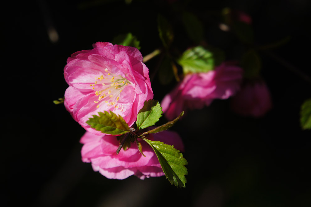 小花 摄影 爱莲DL