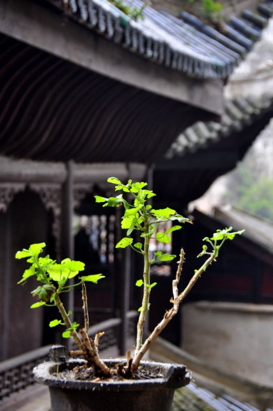 殿堂外的一抹绿色 摄影 秋雨