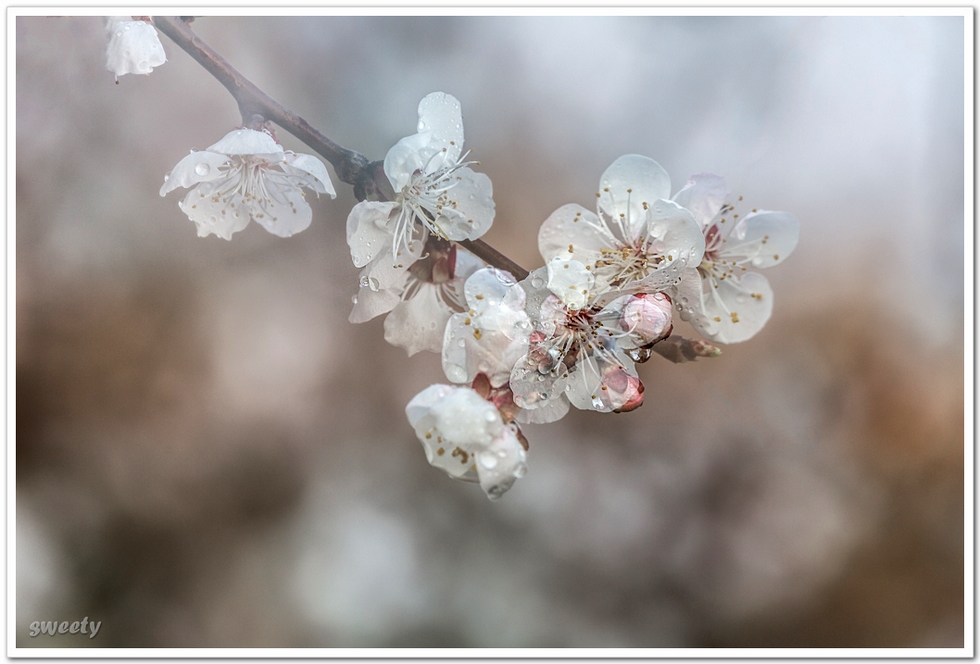 杏花·春·3 摄影 糖果sweety