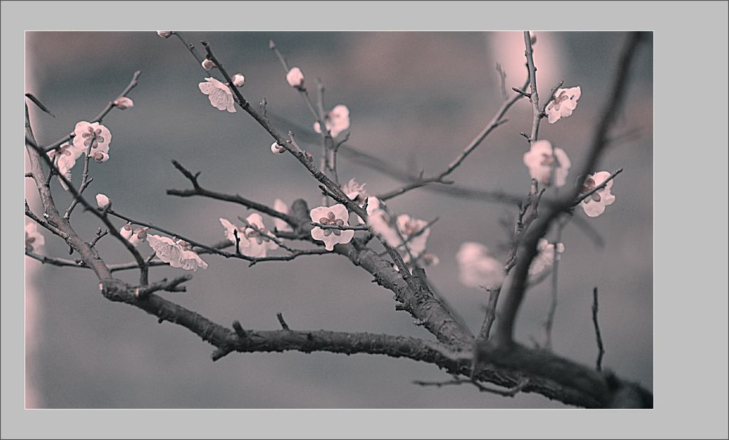 花儿朵朵开 摄影 雨v季