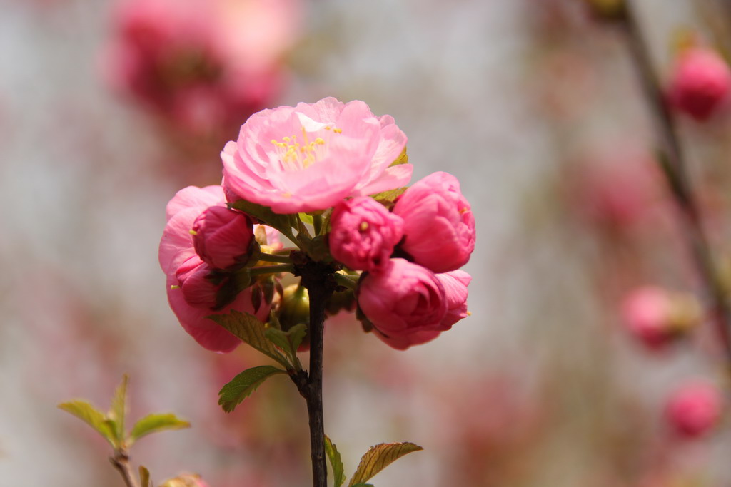 迟到的迎春花 摄影 虚画