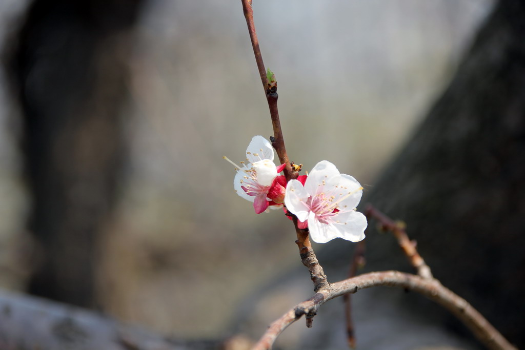 桃花吐蕊 摄影 虚画