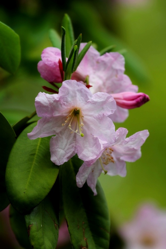 杜鹃花， 摄影 鸿123