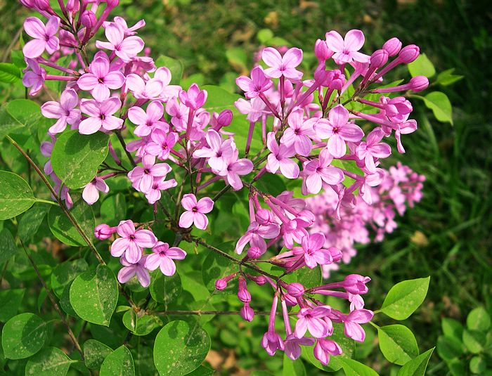 丁香花 摄影 西风胡杨