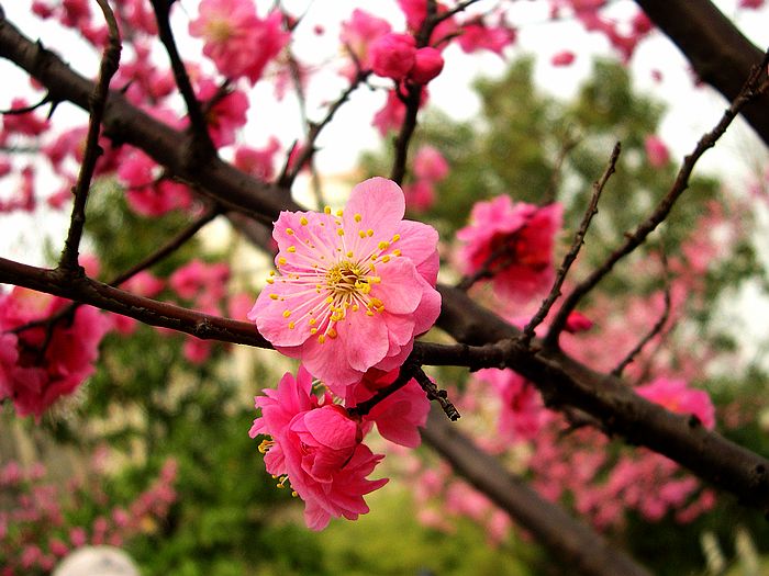 梅花 摄影 西风胡杨