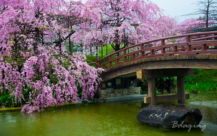 樱花季节 摄影 Bdaqing