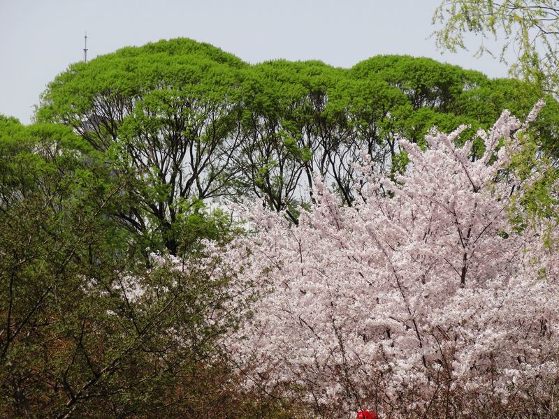 樱粉柳绿 摄影 秦楼月