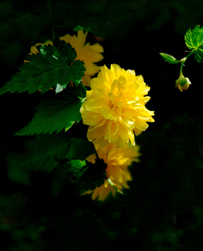 野山花 摄影 幕阜山