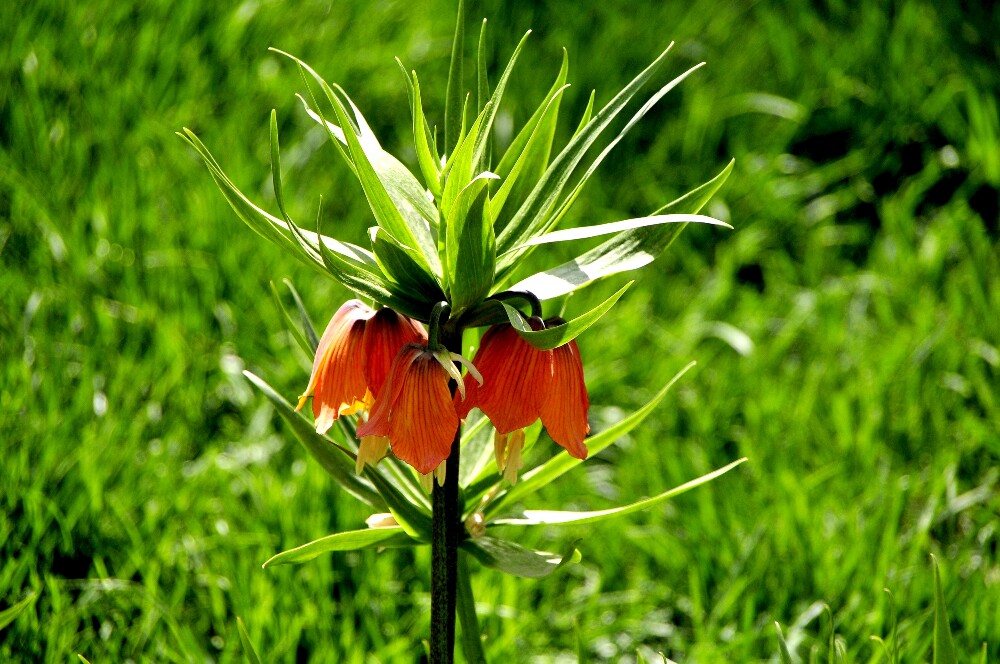 花 摄影 青山老叟