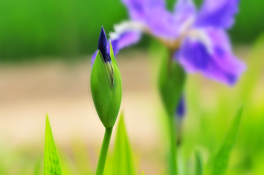 鸢尾花开 摄影 热血战士