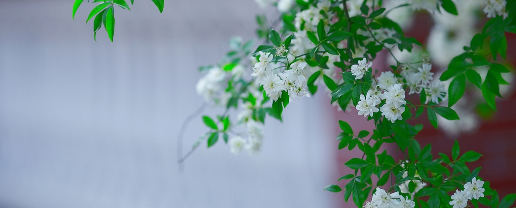 家前院后的小花3 摄影 老土狼