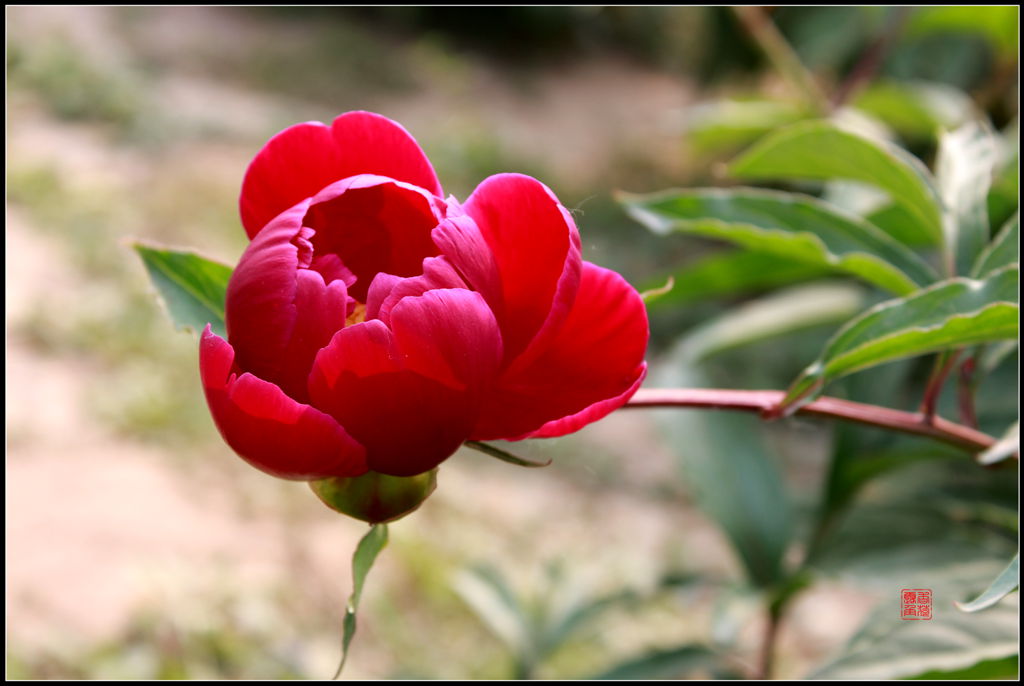 2013芍药花（2） 摄影 香荷露角