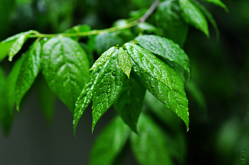 雨后2 摄影 独步舞麟