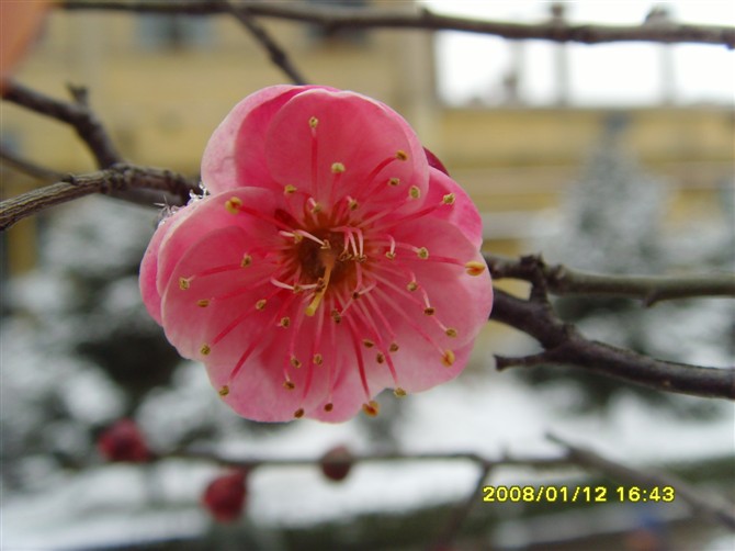 冰饰梅花 摄影 rongsijun