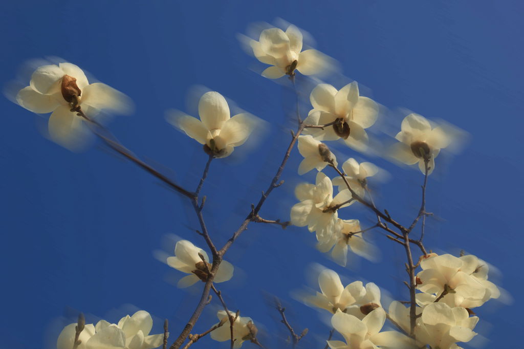 与君芬芳共销魂 摄影 柏岩