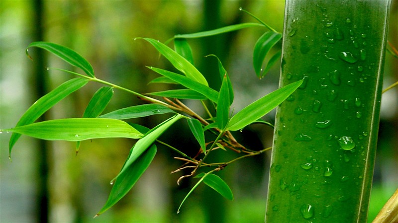 竹 绿色 植物 摄影 杭州老张