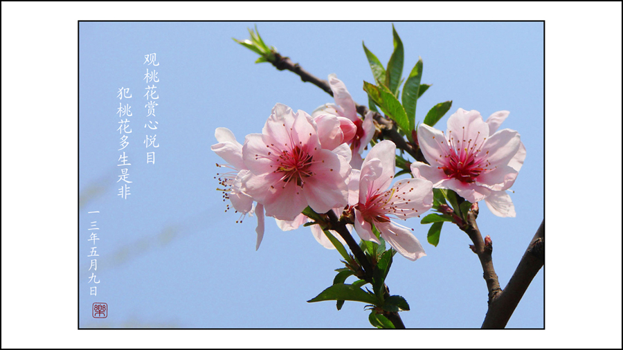 桃花盛开 摄影 影中乐