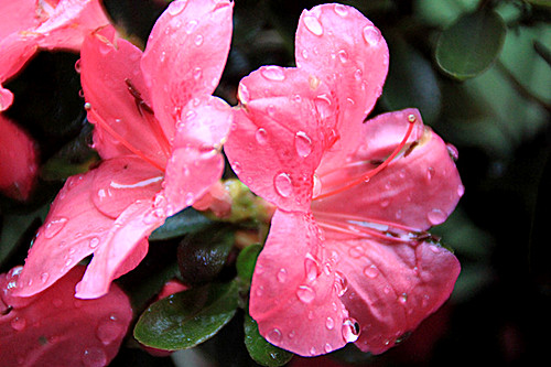 雨后 摄影 暮秋琳子