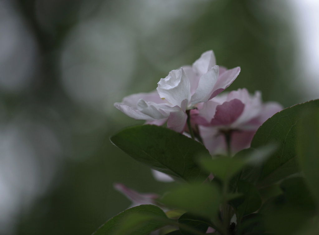 小花 摄影 柏岩