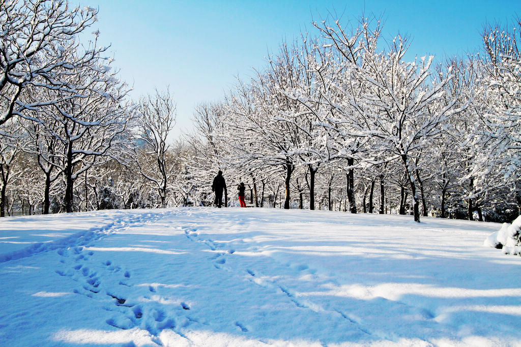 北京春雪 摄影 京城仙翁