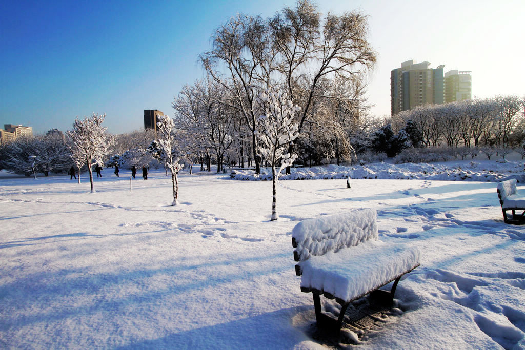 北京春雪 摄影 京城仙翁