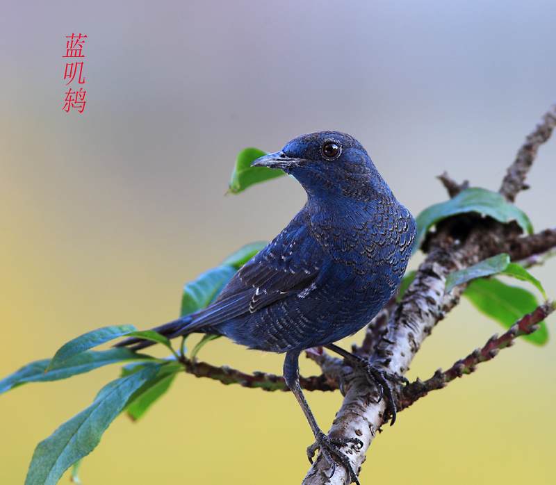 蓝叽鸫 摄影 锋速