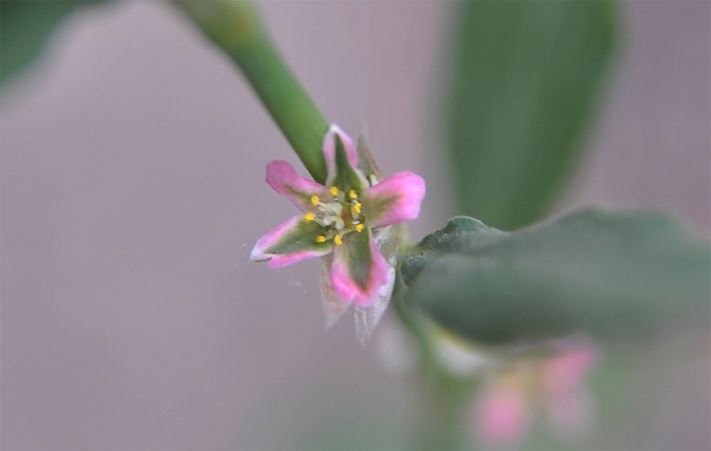 竹节菜花 摄影 黑桦树