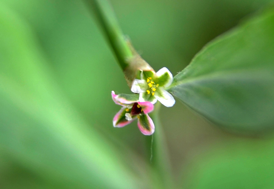 竹节菜花 摄影 黑桦树